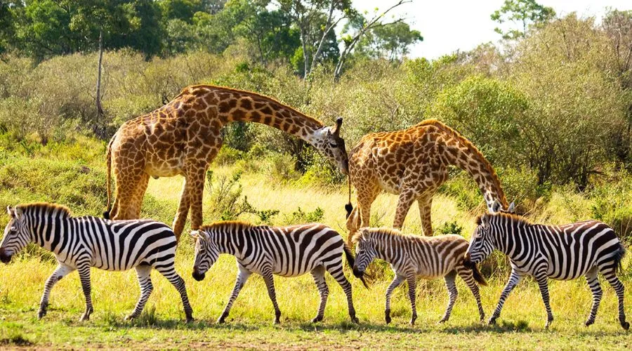 nature et de la faune
